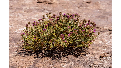 Il deserto più caldo e secco della Terra si colora di viola in una rara fioritura invernale