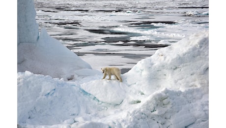 Artico, nei ghiacci i virus giganti: la scoperta