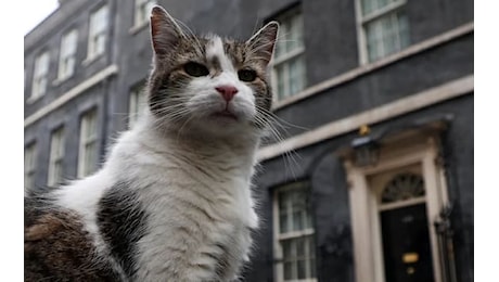 Elezioni UK, il gatto Larry di Downing Street pronto ad accogliere il suo sesto premier