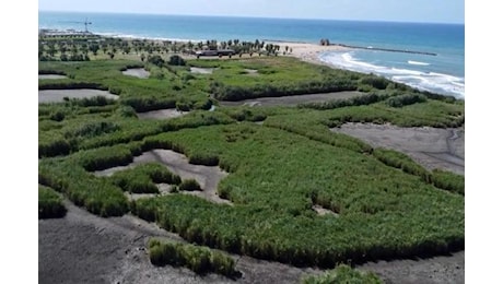 «La palude di Torre Flavia è un luogo del cuore»