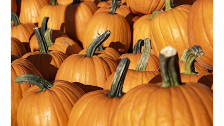 Ancona, un laboratorio sull'uso della zucca ad Halloween: appuntamento al Mercato Dorico