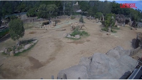 Così gli elefanti dello zoo di San Diego si proteggono a vicenda durante il terremoto