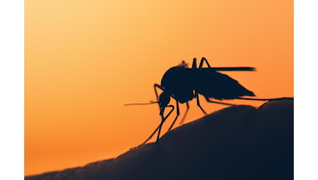 Malaria in Veneto, rientra allarme per caso Verona: le news di oggi