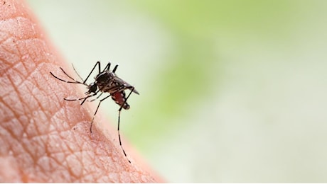 Focolaio di Dengue a Fano. Burioni contro i kit in farmacia: Qual è il principio attivo?