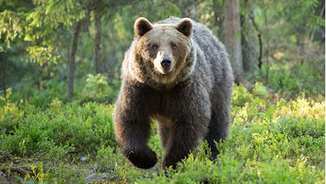 Custode forestale aggredito dall’orso: «Mi ha colpito alle spalle. Così mi sono liberato»