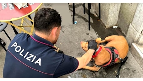 Roma, cagnolina picchiata e gettata in un cassonetto, denunciato padrone albanese senzatetto, salvato il pitbull
