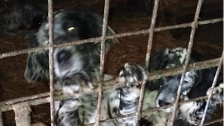 Canile degli orrori nel Veronese: 40 cani detenuti in condizioni terribili, senza neppure l'acqua