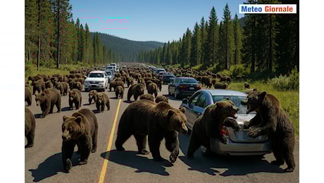 Orsi invadono la strada. Il mistero inquieta Yellowstone