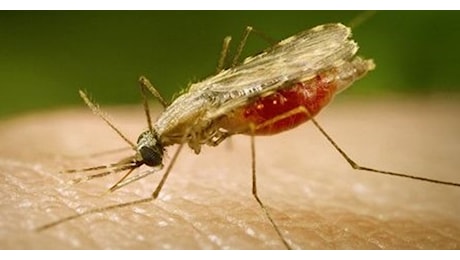 Malaria a Verona, la Regione Veneto fa dietrofront: “E' un caso importato, non autoctono”