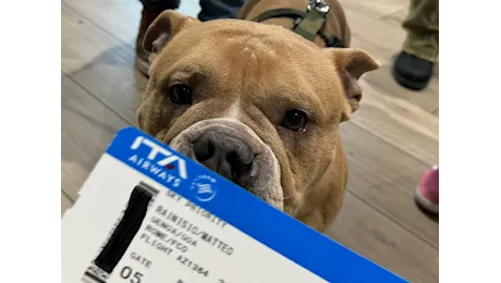 Niente più scuse per rinunciare a un volo. Cani e i gatti possono volare in cabina: ecco come cambiano le regole