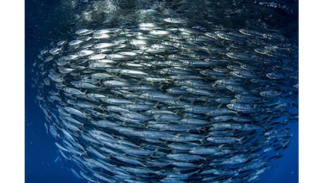AZTI sviluppa un metodo genetico per facilitare un approccio ecosistemico alla gestione della pesca