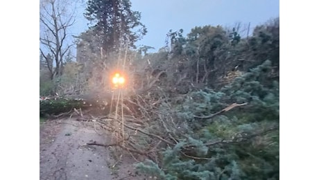 Frane, alberi caduti e viabilità interrotta, i danni nel fiorentino a causa del vento forte