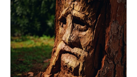 A Roma è sbocciato l’Albero Deku della serie di The Legend of Zelda